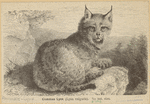 Image ID 823132