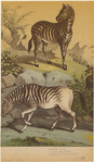 Image ID 823135