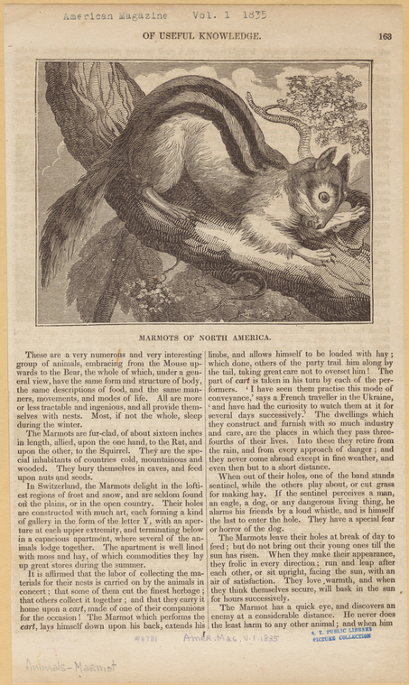 Image ID 823166
