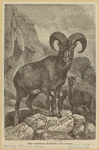 Image ID 823200