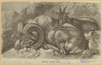 Image ID 823213