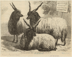 Image ID 823214