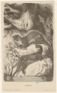 Image ID 823220
