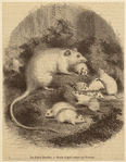 Image ID 823261