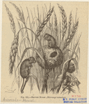 Image ID 823265