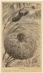 Image ID 823267