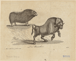 Image ID 823286