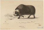 Image ID 823287