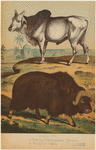 Image ID 823290
