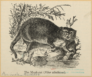 Image ID 823293