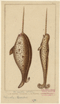 Image ID 823303