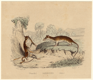 Image ID 823319