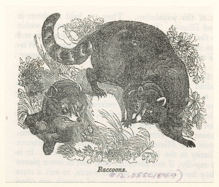 Image ID 823348
