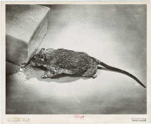 Image ID 823357