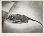 Image ID 823357