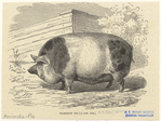 Image ID 823362