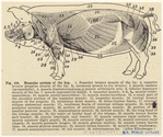 Image ID 823367