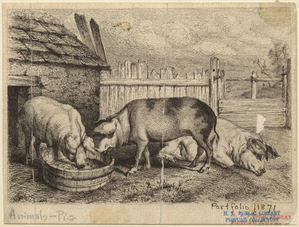 [Pigs at a farm.] Digital ID: 823369. New York Public Library