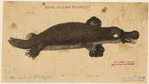 Image ID 823383