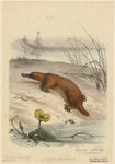 Image ID 823389