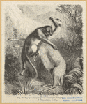 Image ID 823433