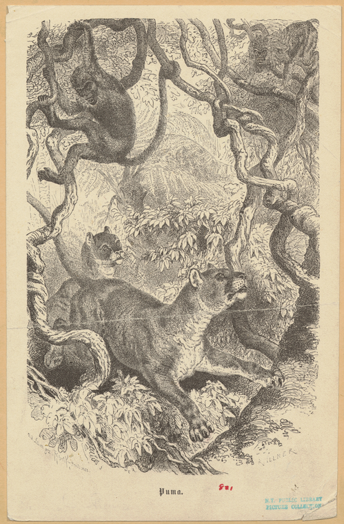 Image ID 823437

