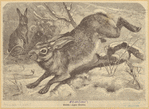 Image ID 823446