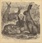 Image ID 823452