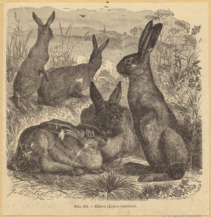 Image ID 823452
