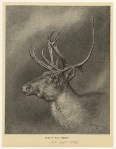 Image ID 823467