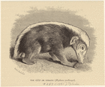 Image ID 823528