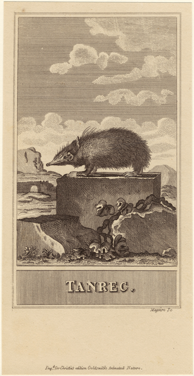 Image ID 823545
