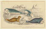 Image ID 823563
