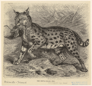 Image ID 823593
