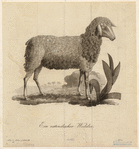 Image ID 823624