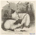 Image ID 823626