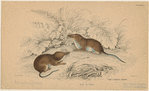 Image ID 823635