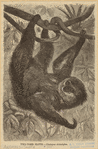 Image ID 823662