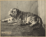 Image ID 823724