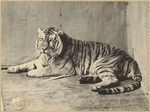 Image ID 823725