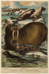 Image ID 823764