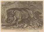 Image ID 823775