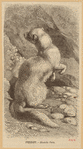 Image ID 823787