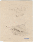 Image ID 823792