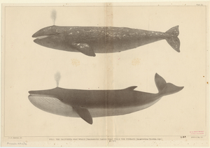 Image ID 823812