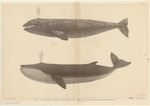 Image ID 823812
