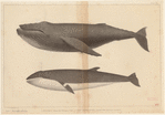 Image ID 823813