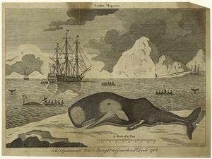 The spermacæti whale to Greenl... Digital ID: 823818. New York Public Library