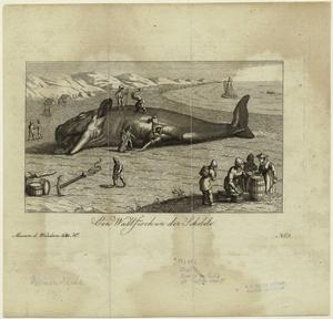 Ein Wallfisch in der Schelde. Digital ID: 823820. New York Public Library