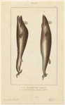 Image ID 823824